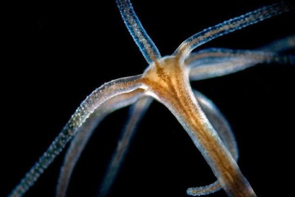 Kraken ссылка для тору